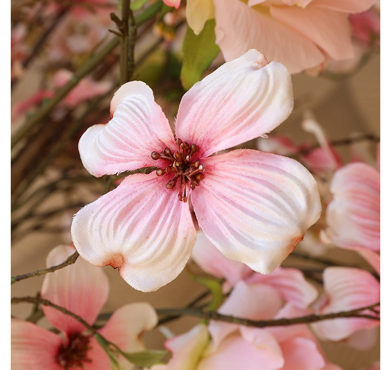 Cornus Roze- 5x20x75CM