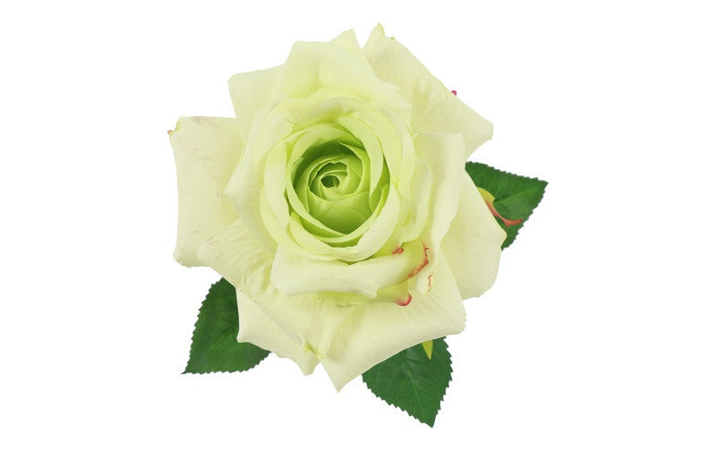 Roos Rosa Florentina crème-8x8x72CM