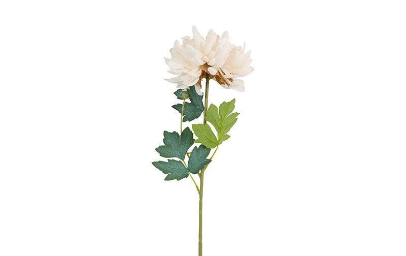 Chrysant Kiku wit-10x10x66CM