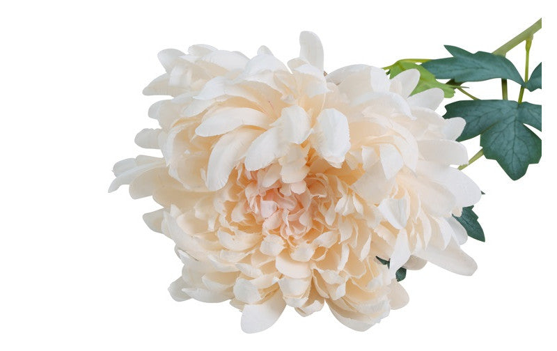 Chrysant Kiku wit-10x10x66CM