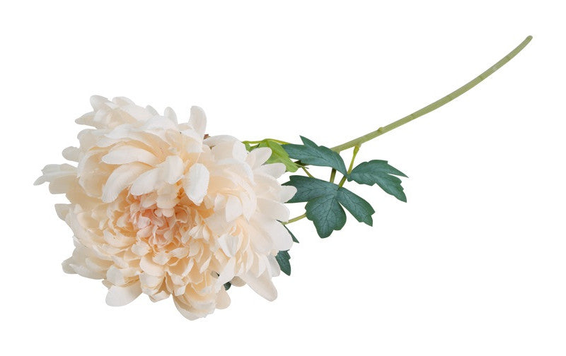 Chrysant Kiku wit-10x10x66CM