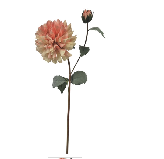 Dahlia Klein, Peach 60 cm