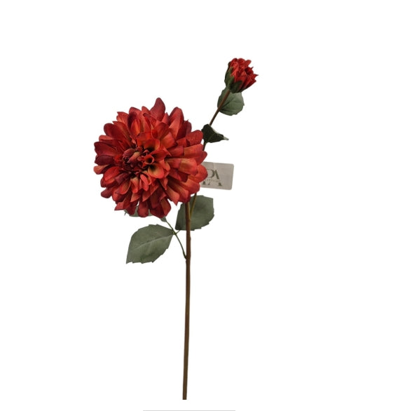 Dahlia Klein, Rood, 60 cm