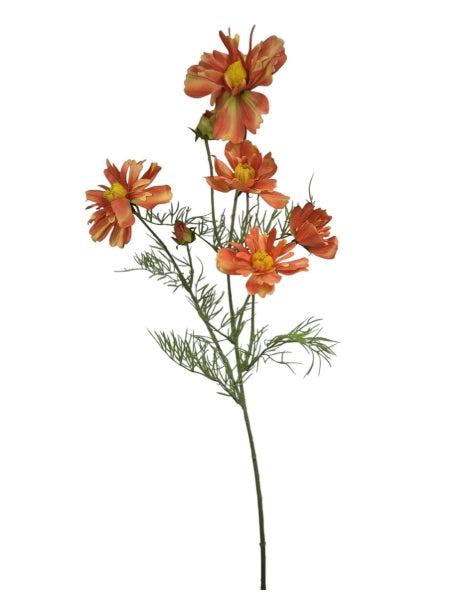 Cosmos Jenny, Orange, 68cm