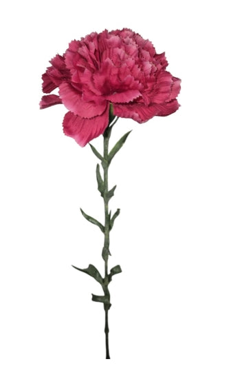 Dianthus (Anjer) Fuchsia 68 cm