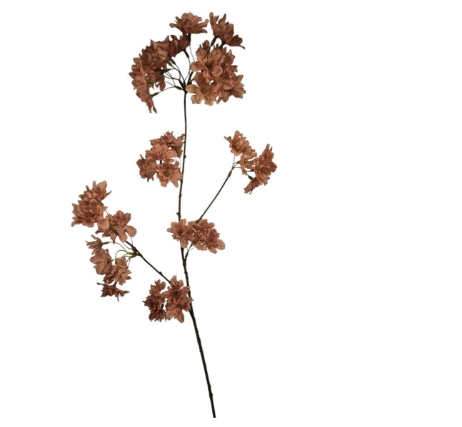 Prunus Pandora, Old Pink, 85cm